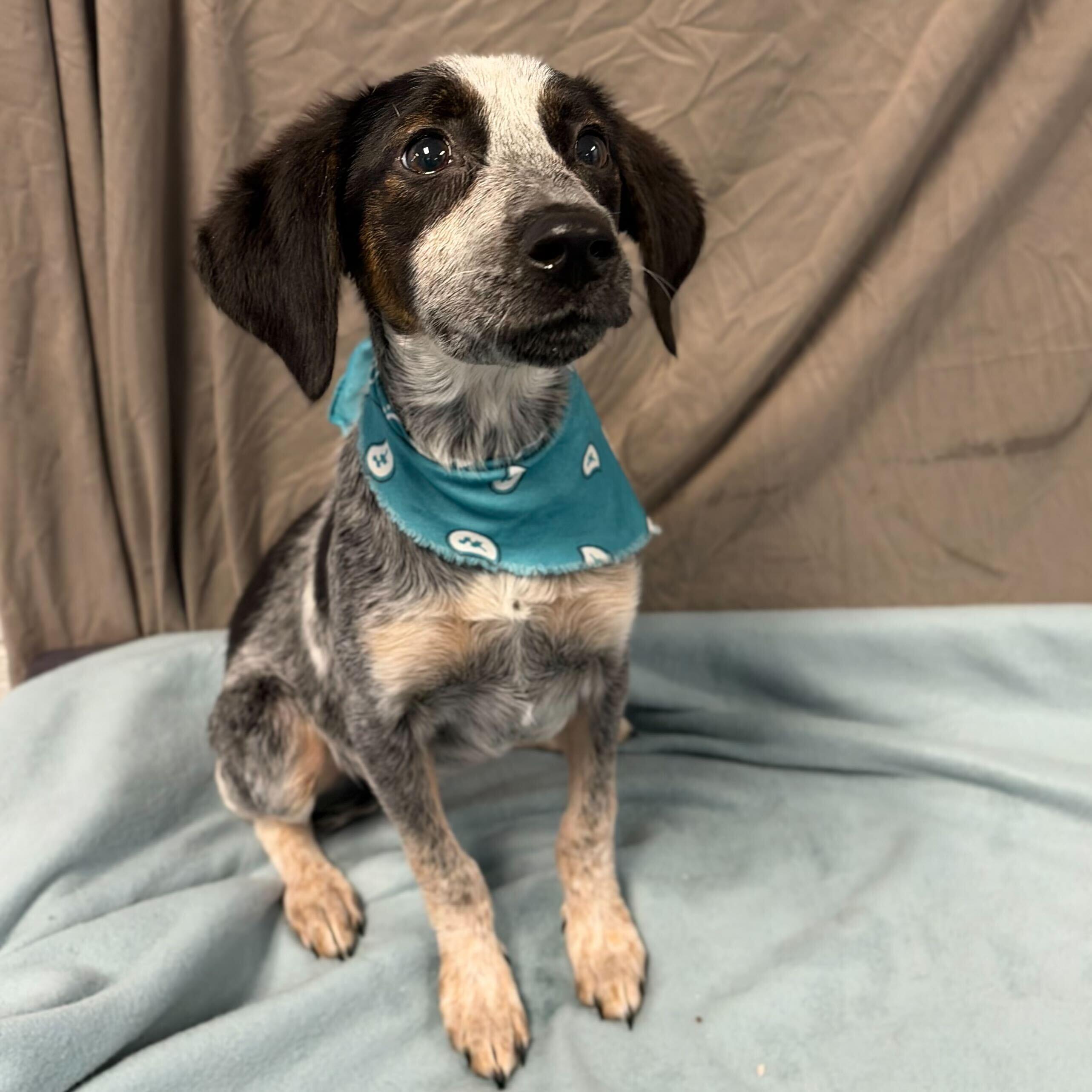 Enlarge Sofia, an adoptable Mixed Breed in Canal Winchester, OH image 1/2