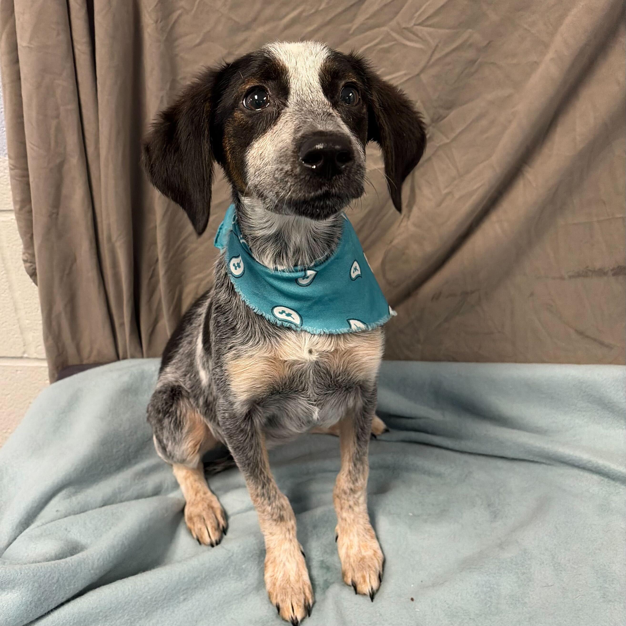 Enlarge Sofia, an adoptable Mixed Breed in Canal Winchester, OH image 2/2