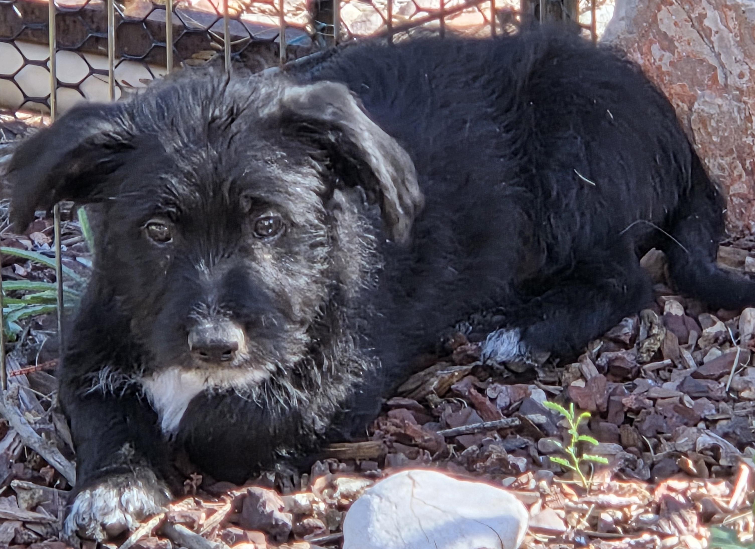 Enlarge BRUTUS, a ADOPTABLE mixed breed in Tucson, AZ image 3/3