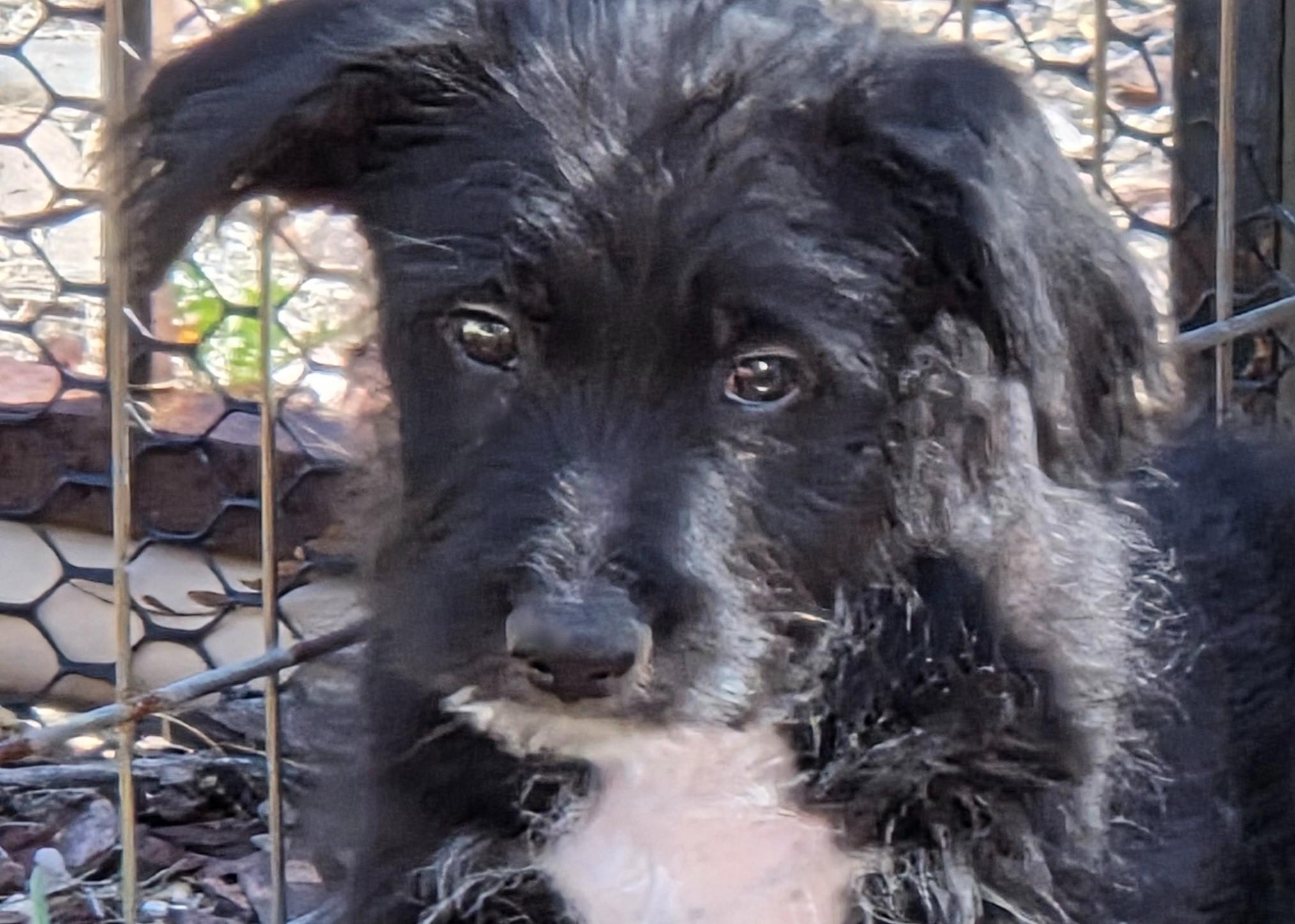 Enlarge BRUTUS, a ADOPTABLE mixed breed in Tucson, AZ image 1/3