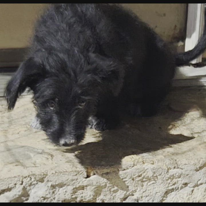 Enlarge BRUTUS, an adopted mixed breed in Tucson, AZ video 4/4