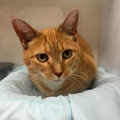 Gutherie, Adoptable, Senior Female Domestic Short Hair.