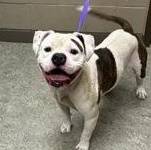 Boy 60629019, ADOPTABLE, Adult Male Pit Bull Terrier.