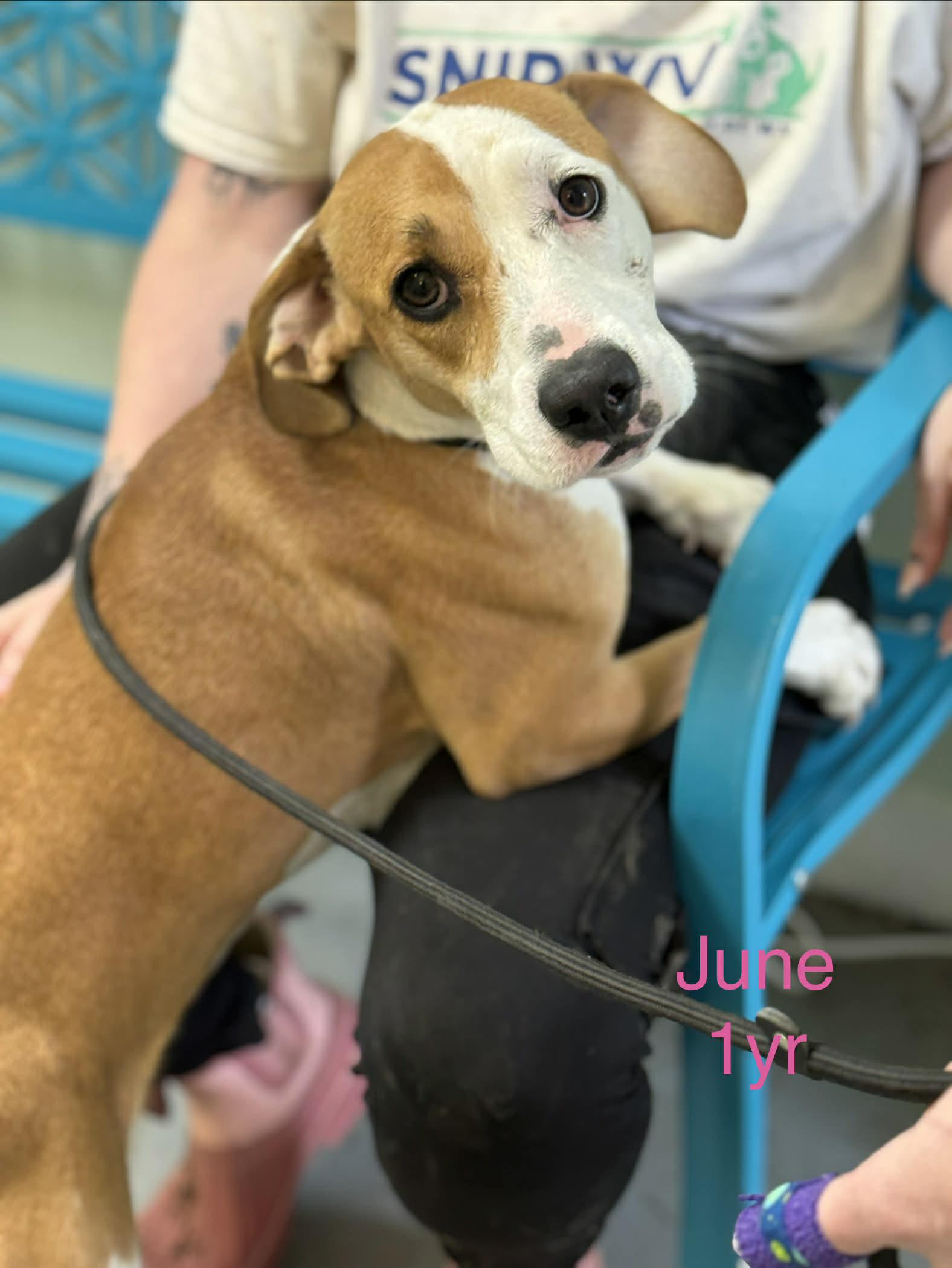 Enlarge June, a Adoptable mixed breed in Fayetteville, WV image 1/1