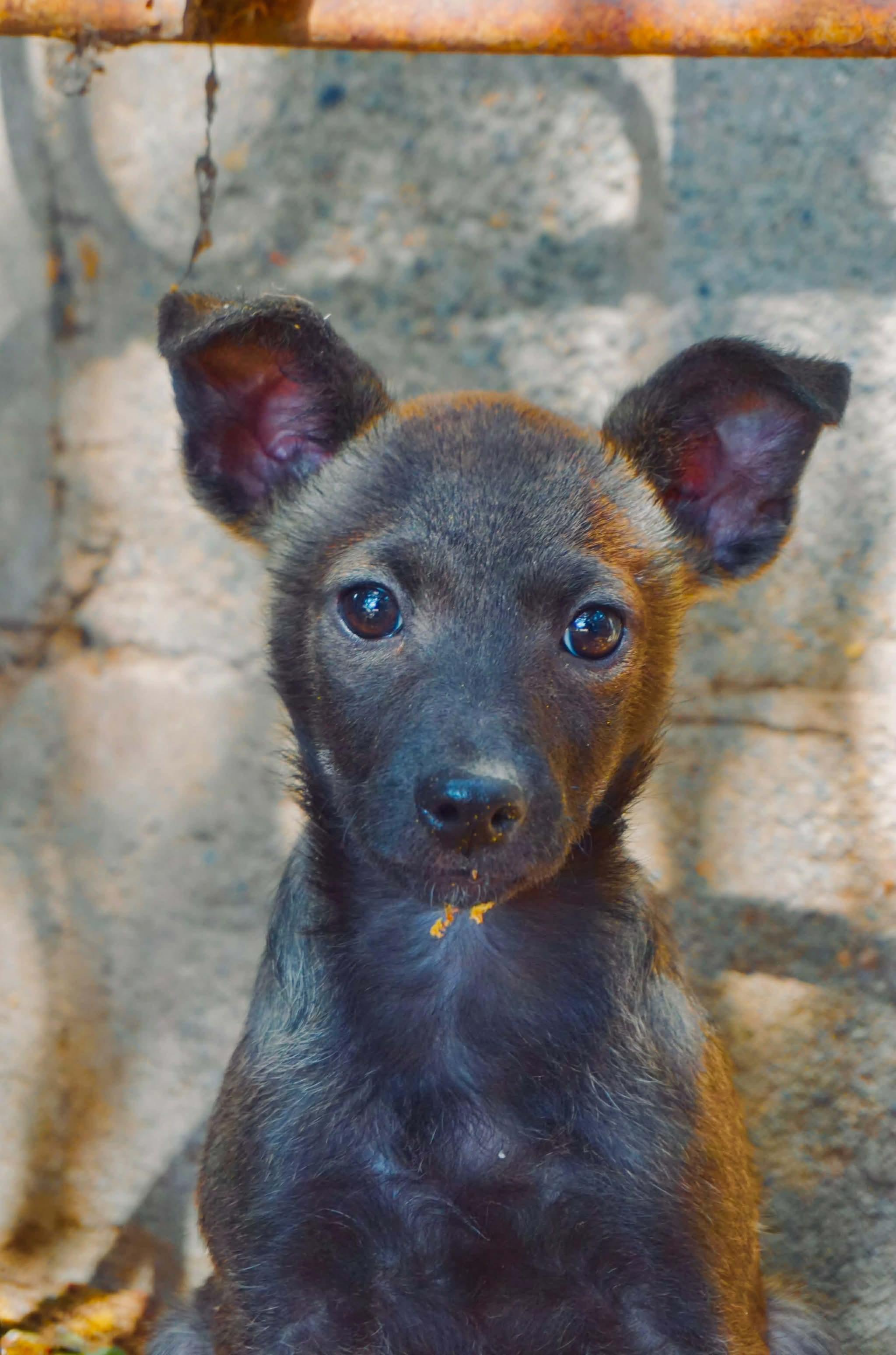 Rosita, a Adoptable Chihuahua in San Diego, CA image 1/2