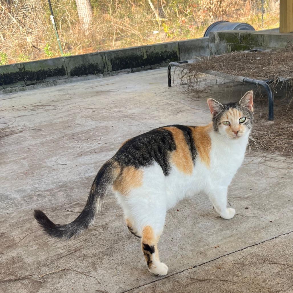 Ariana, Adoptable, Adult Female Domestic Short Hair.