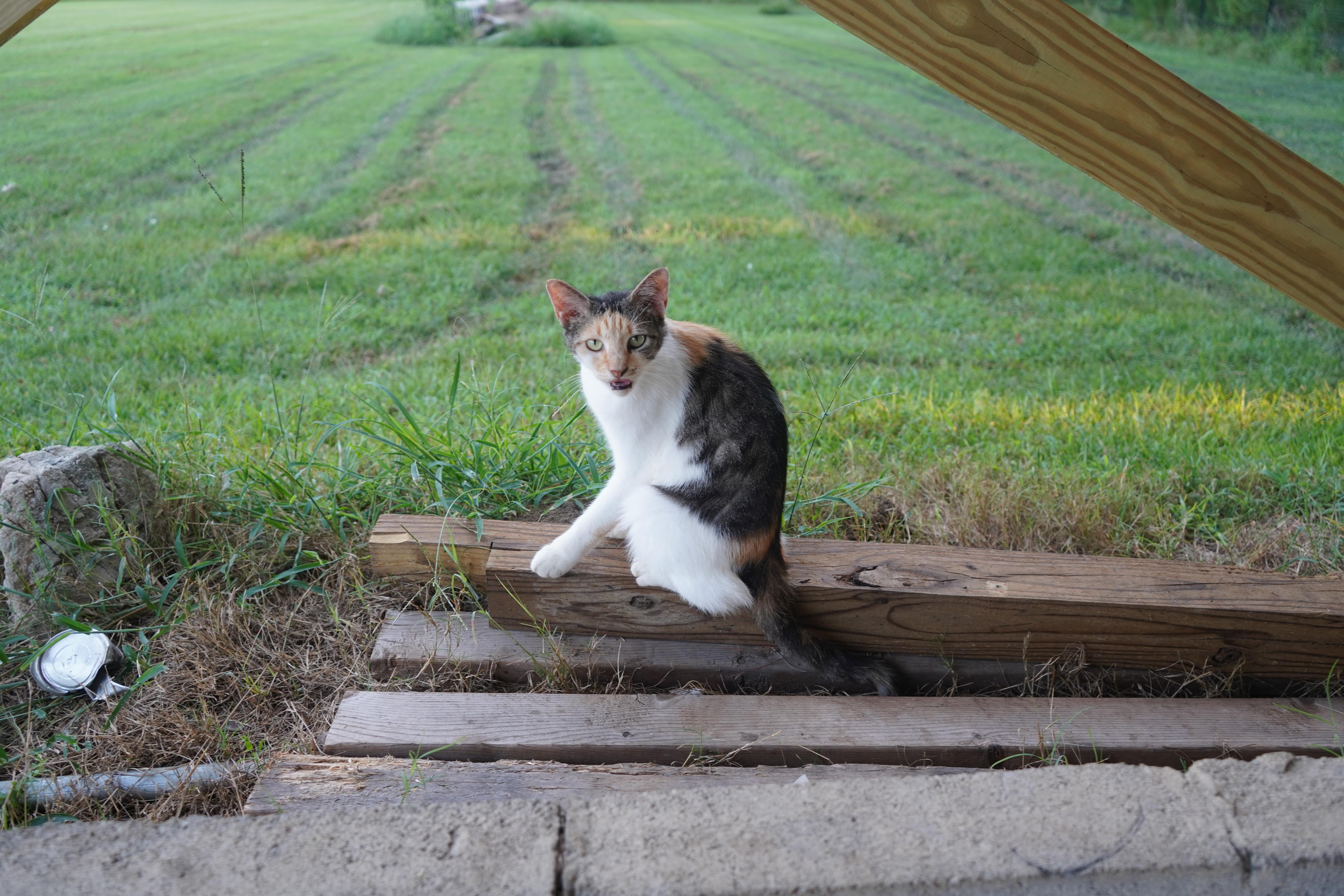 Enlarge Ariana, a Adoptable Domestic Short Hair in Nashville, GA image 2/3