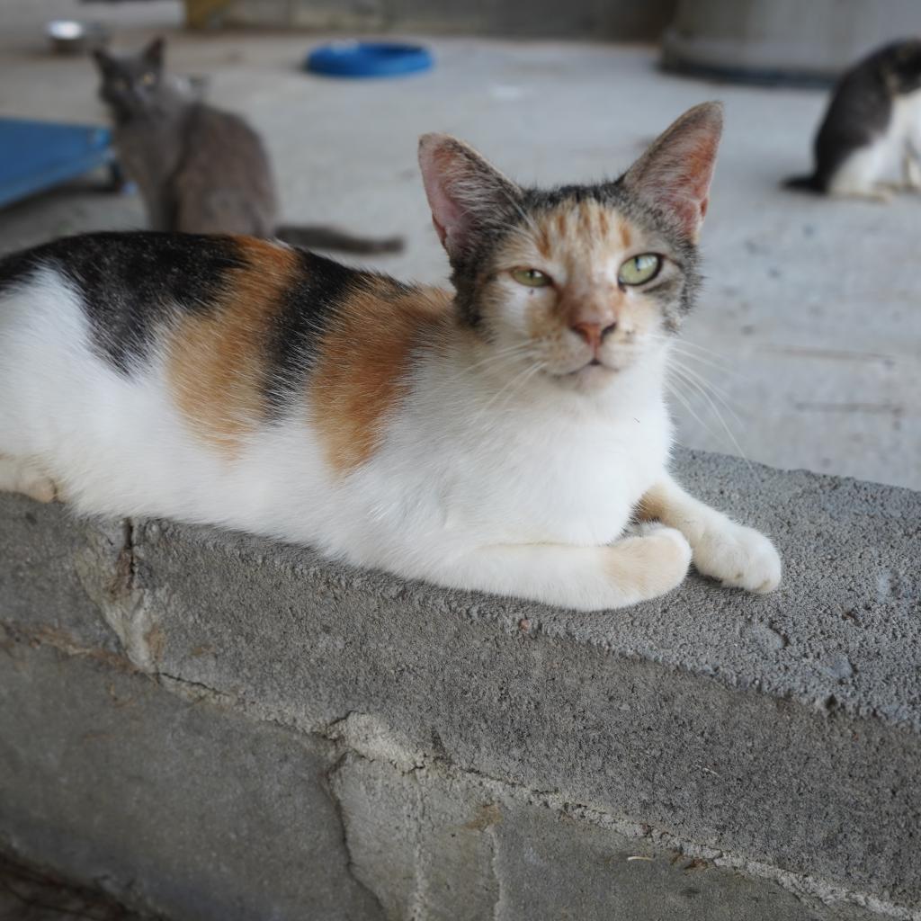 Enlarge Ariana, a Adoptable Domestic Short Hair in Nashville, GA image 3/3