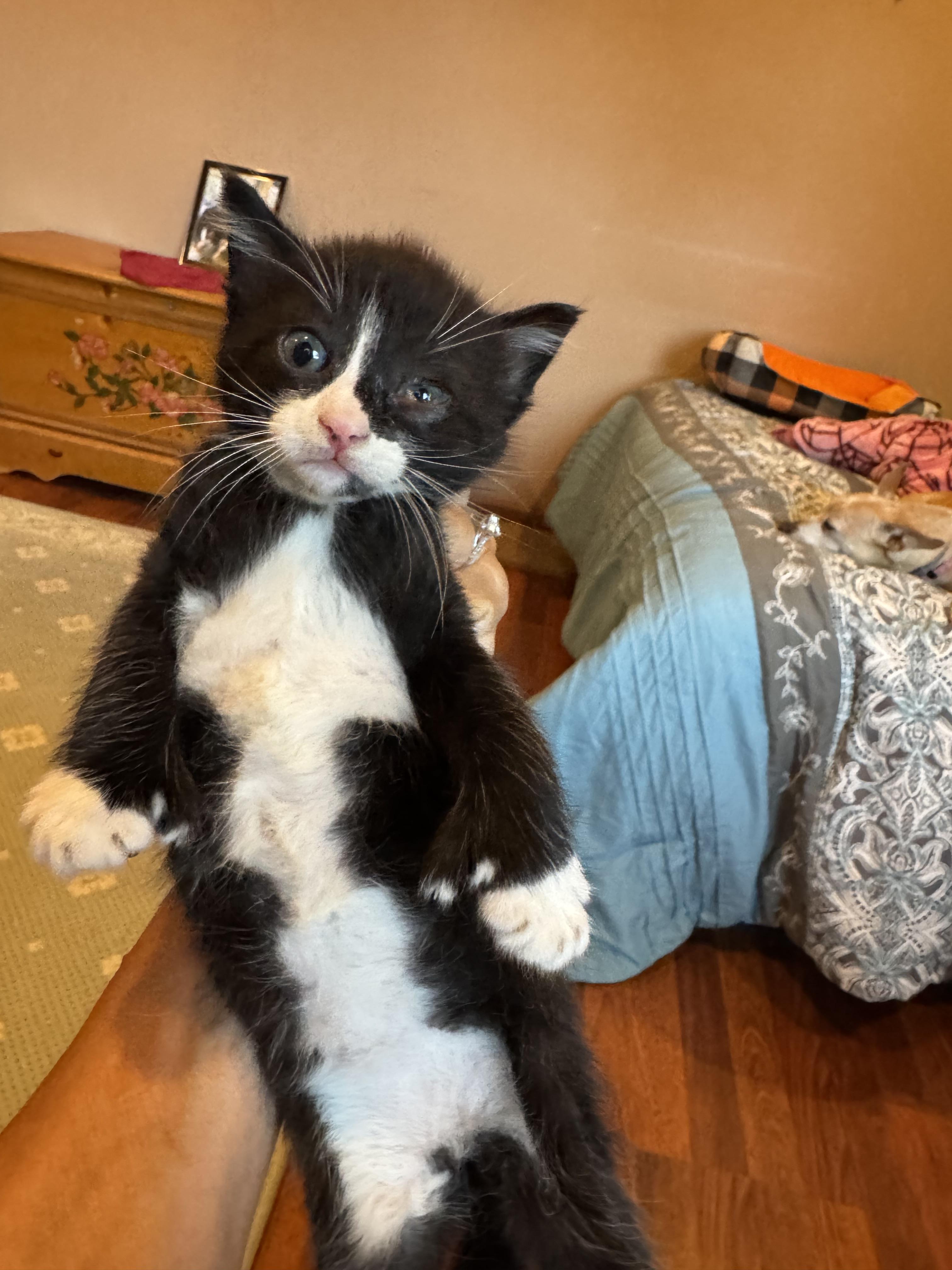 Enlarge Mitts, a Adopted mixed breed in Brick, NJ image 2/3
