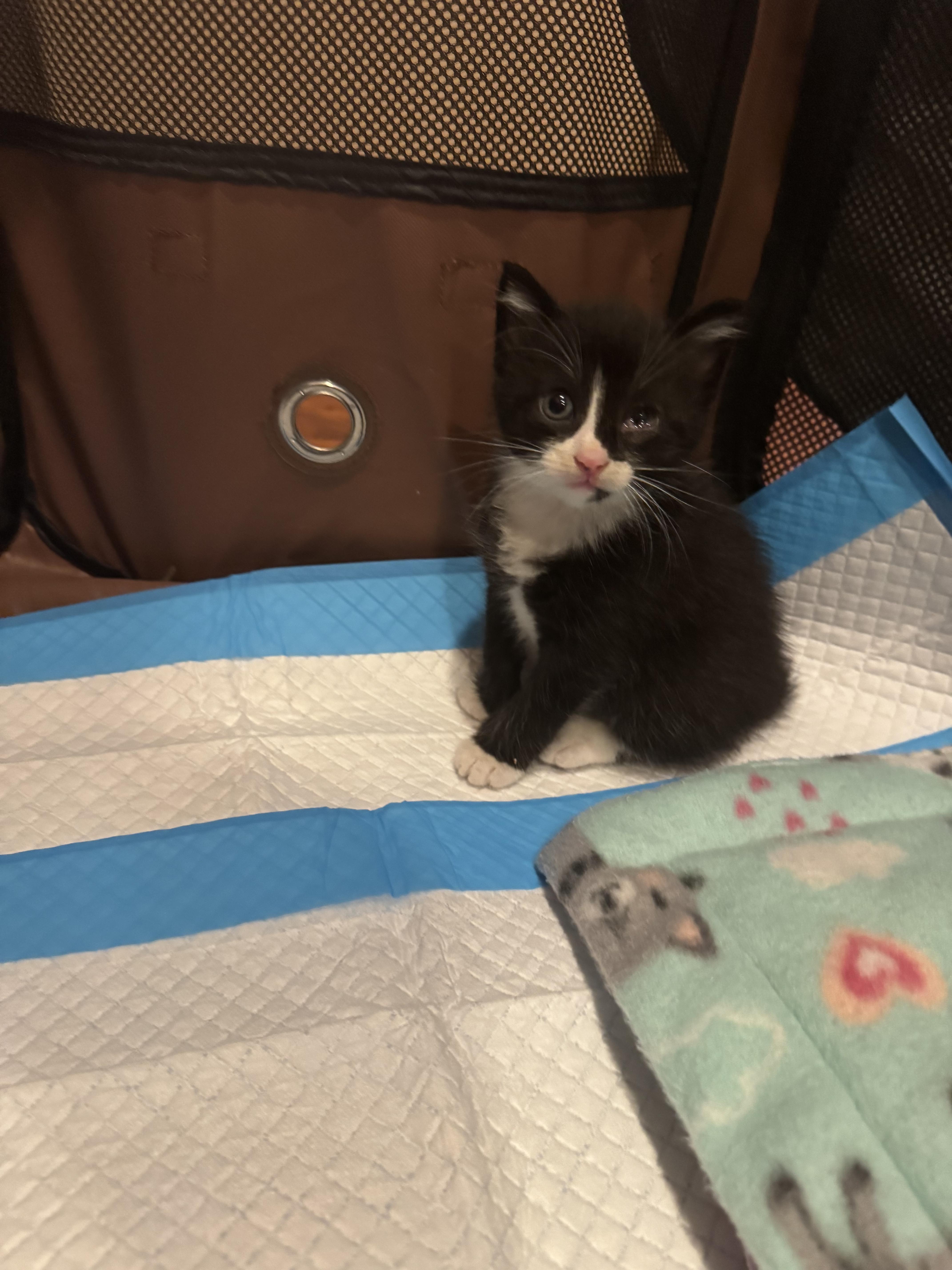 Enlarge Mitts, a Adopted mixed breed in Brick, NJ image 1/3