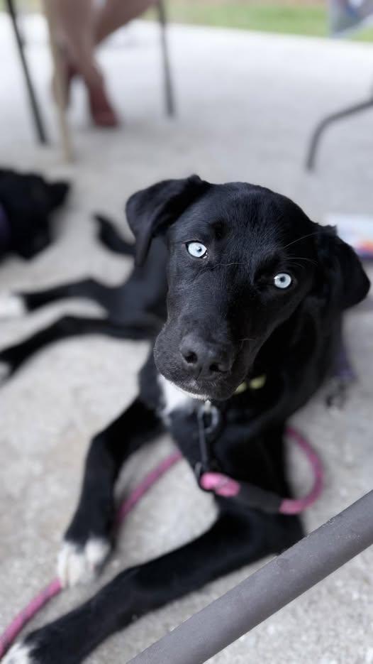 Enlarge Fancie, an adopted mixed breed in Saint Petersburg, FL image 1/1