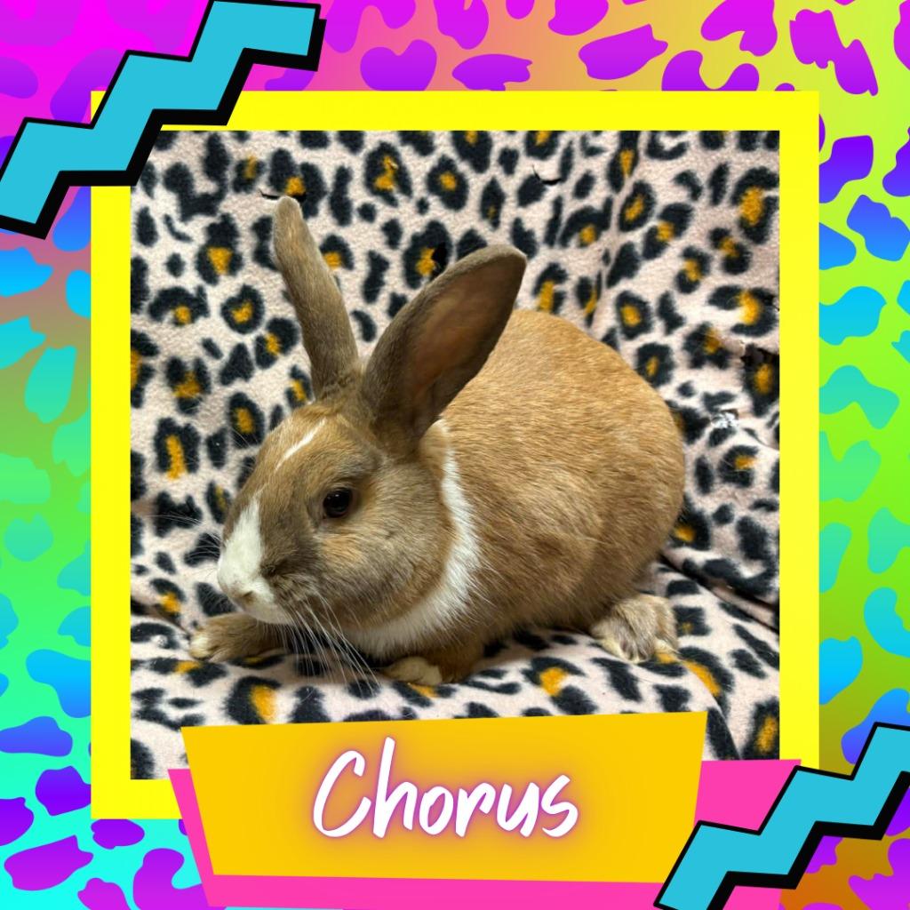 Chorus, Adoptable, Baby Female Dutch.