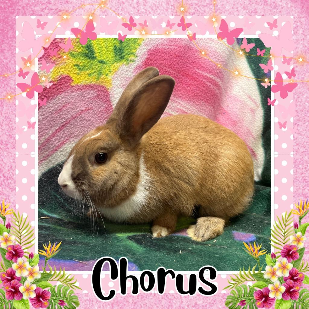 Enlarge Chorus, a Adoptable Dutch in Elizabethtown, KY image 2/2