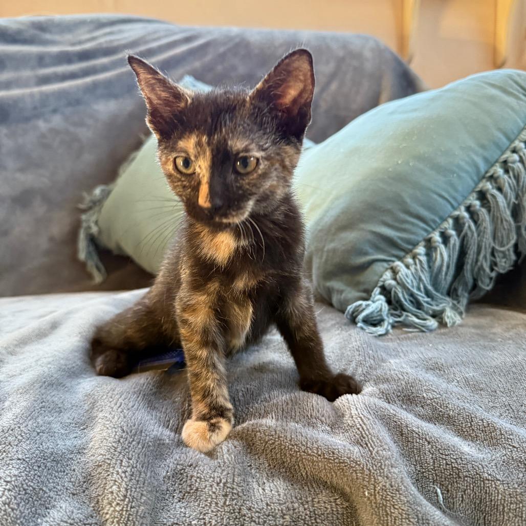 Enlarge Sutton, a Adoptable Domestic Short Hair in Hollywood, FL image 1/4