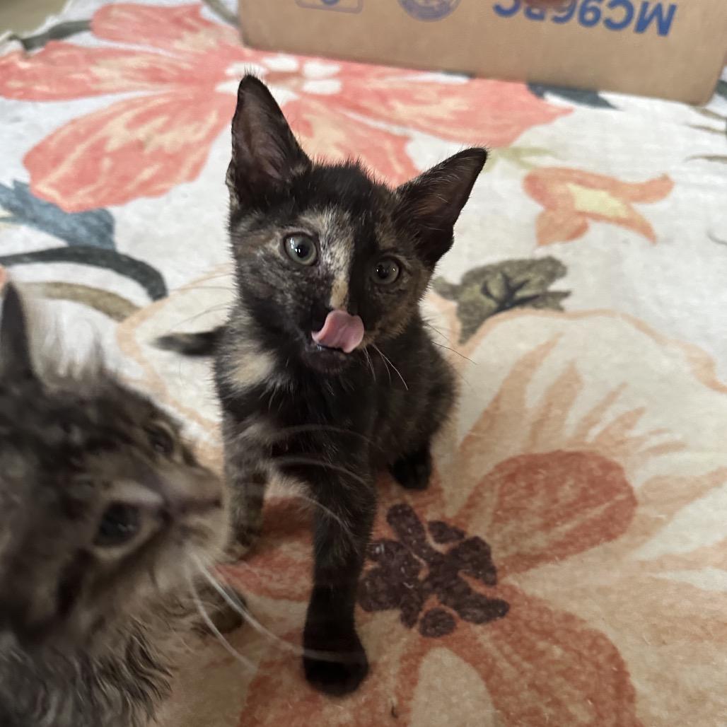 Enlarge Sutton, a Adoptable Domestic Short Hair in Hollywood, FL image 2/4