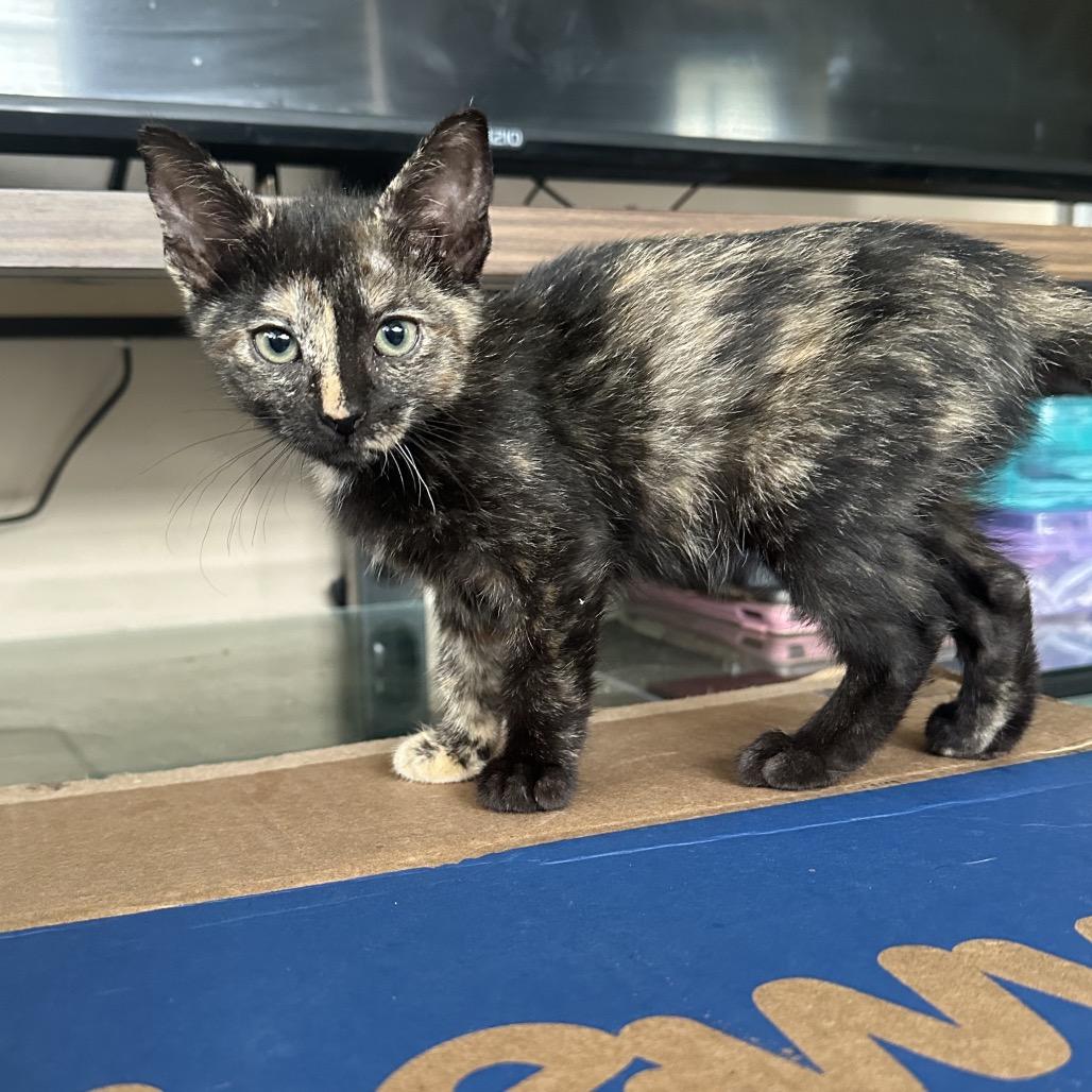 Enlarge Sutton, a Adoptable Domestic Short Hair in Hollywood, FL image 3/4