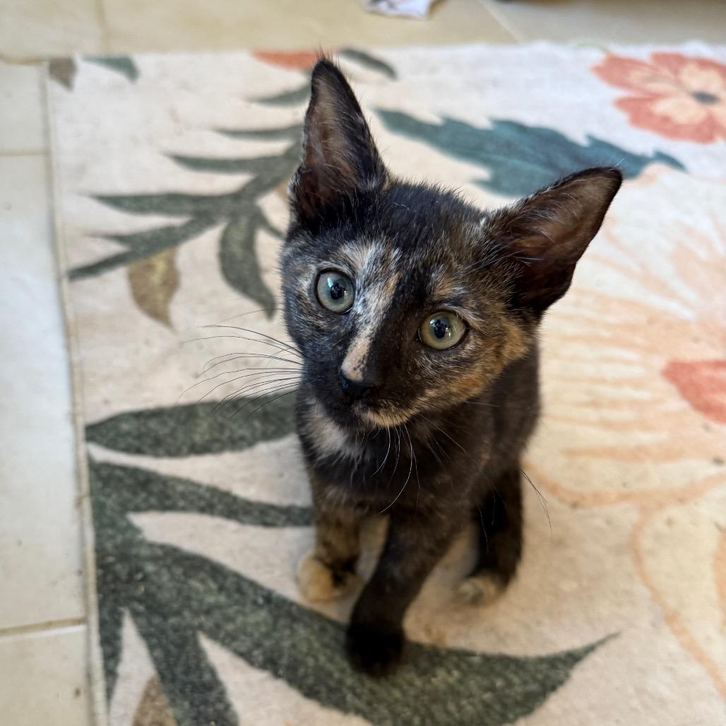 Enlarge Sutton, a Adoptable Domestic Short Hair in Hollywood, FL image 4/4