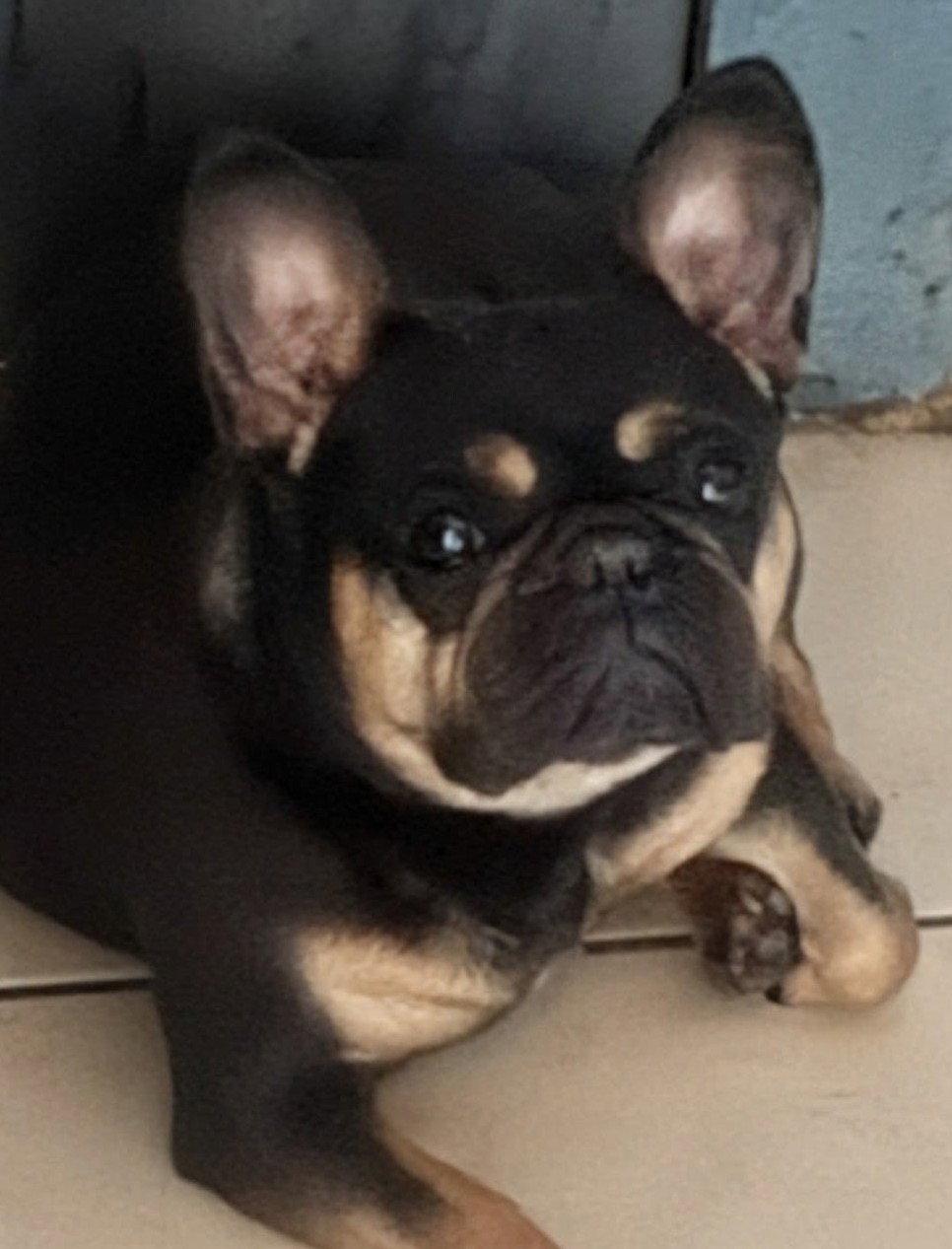 Kali  Sara, Adopted, Adult Female French Bulldog.