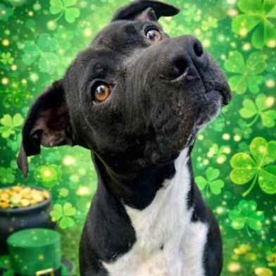 Dudley, a Adoptable mixed breed in Palm Harbor, FL image 2/6