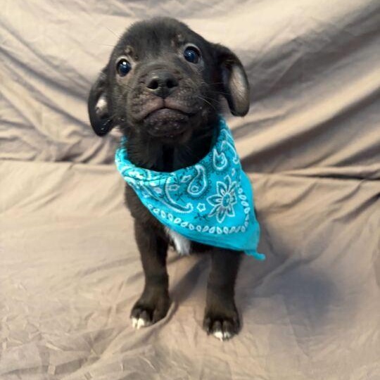 Enlarge Jake, a ADOPTABLE Mixed Breed in Canal Winchester, OH image 2/3