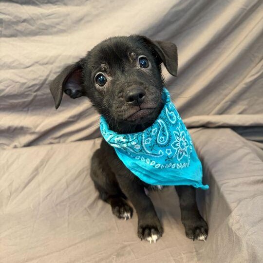 Enlarge Jake, a ADOPTABLE Mixed Breed in Canal Winchester, OH image 1/3