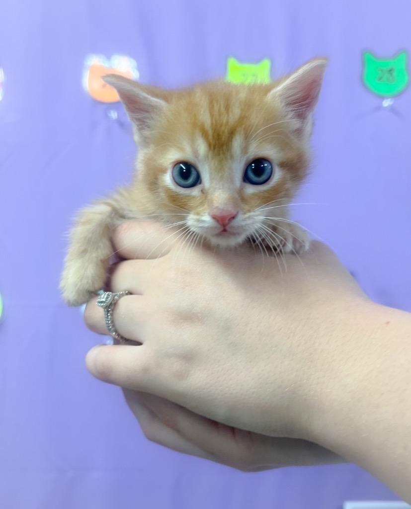 Hagrid, Adoptable, Kitten Male Domestic Short Hair.