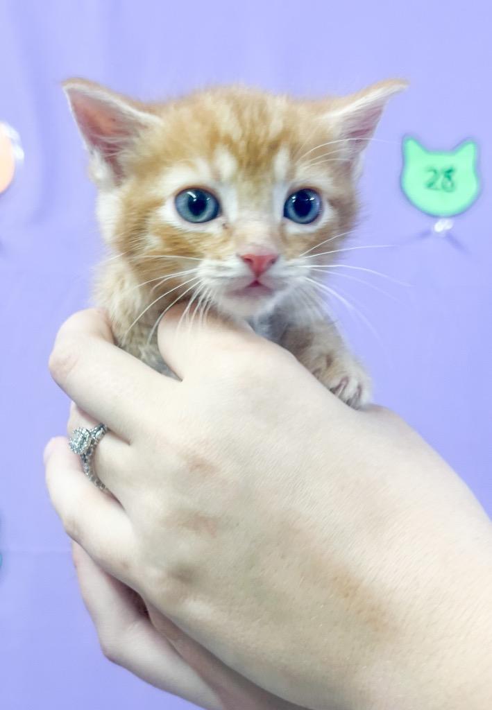 Enlarge Hagrid, a Adoptable mixed breed in Murray, KY image 2/2