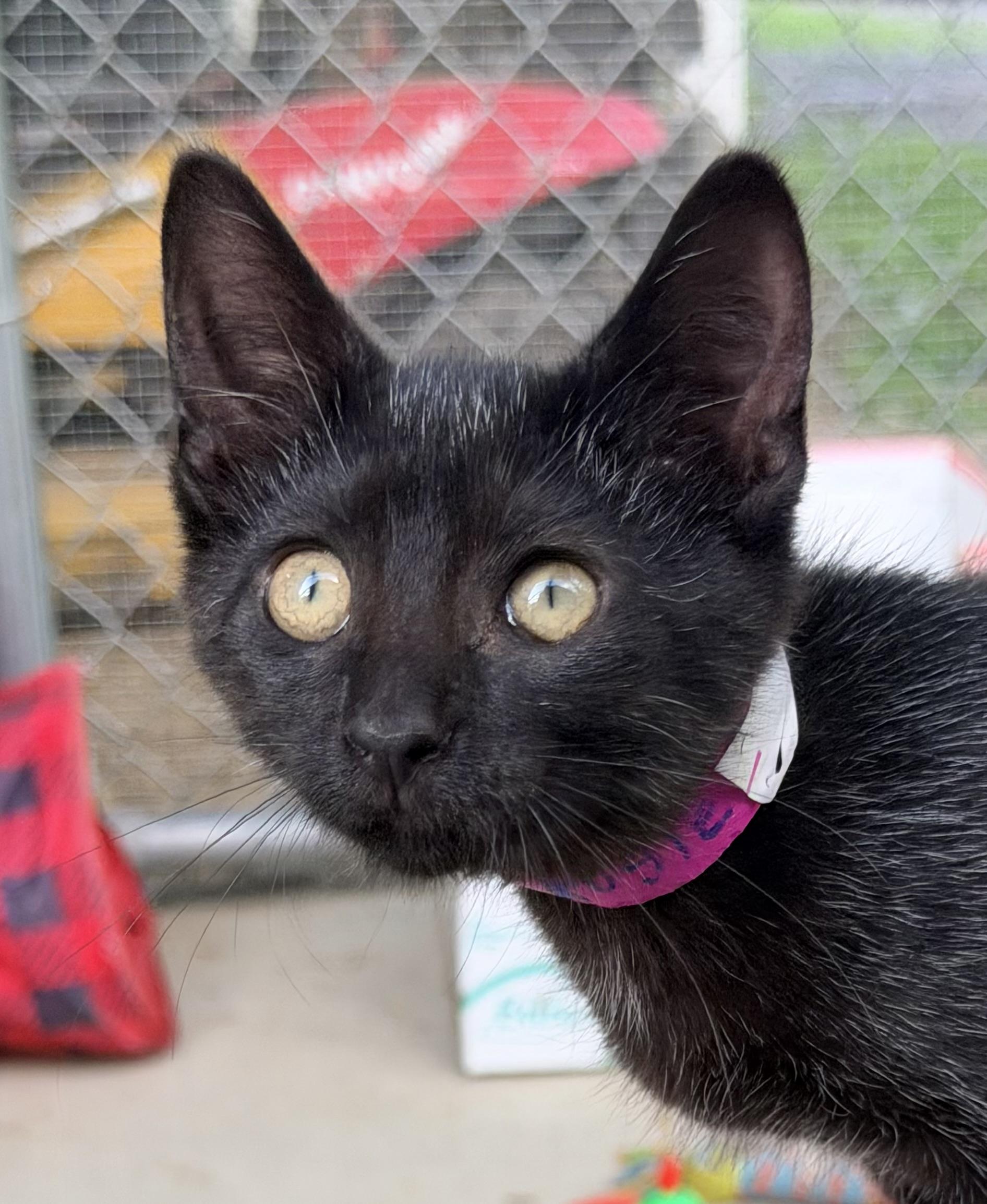 Enlarge Rosie, a ADOPTABLE mixed breed in Pittsburgh, PA image 6/6