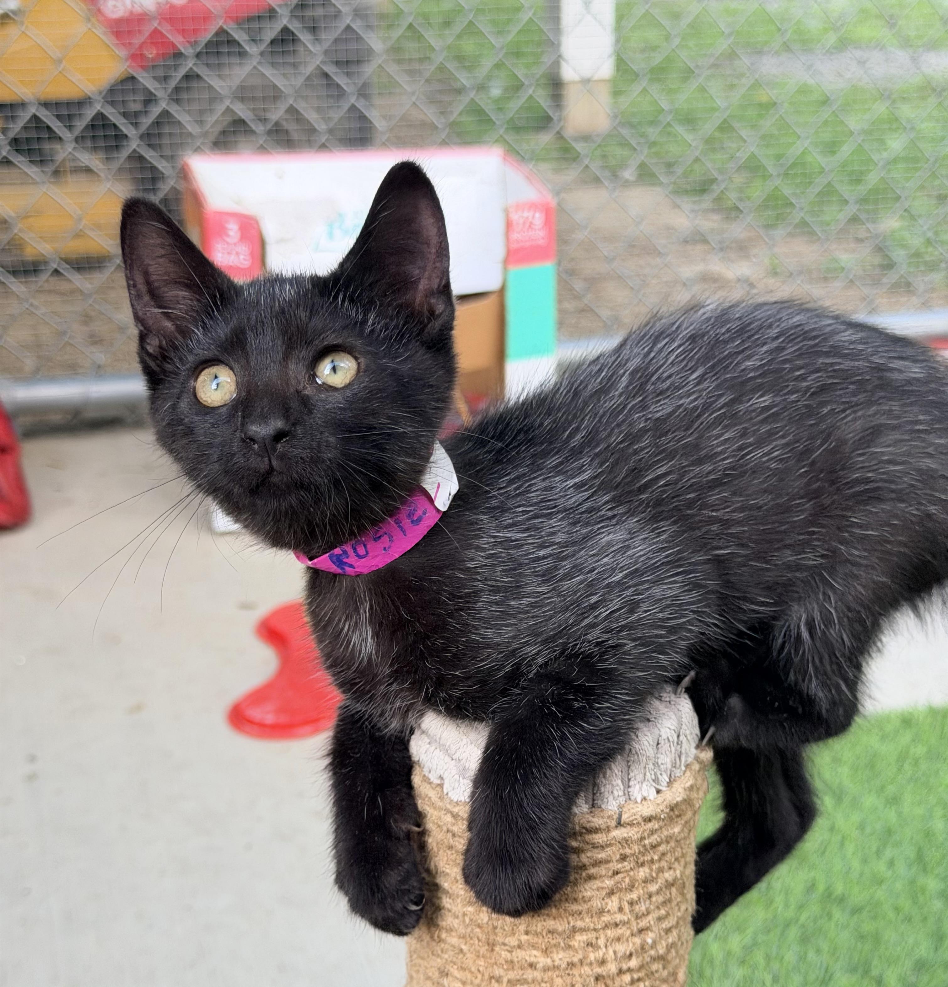 Rosie, ADOPTABLE, Kitten Female Domestic Short Hair.