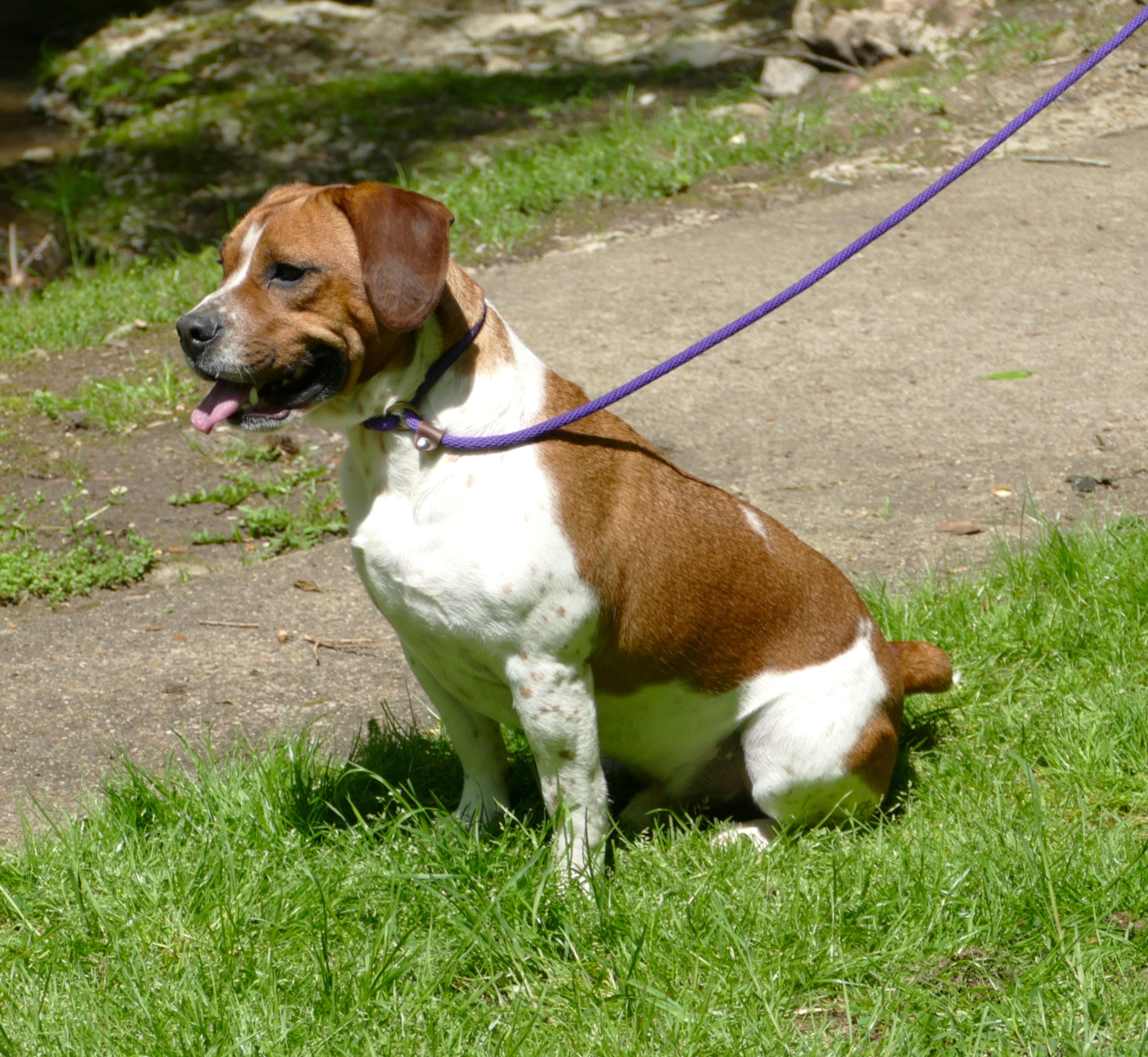 ACE, a Adoptable mixed breed in Beechbottom, WV image 1/5