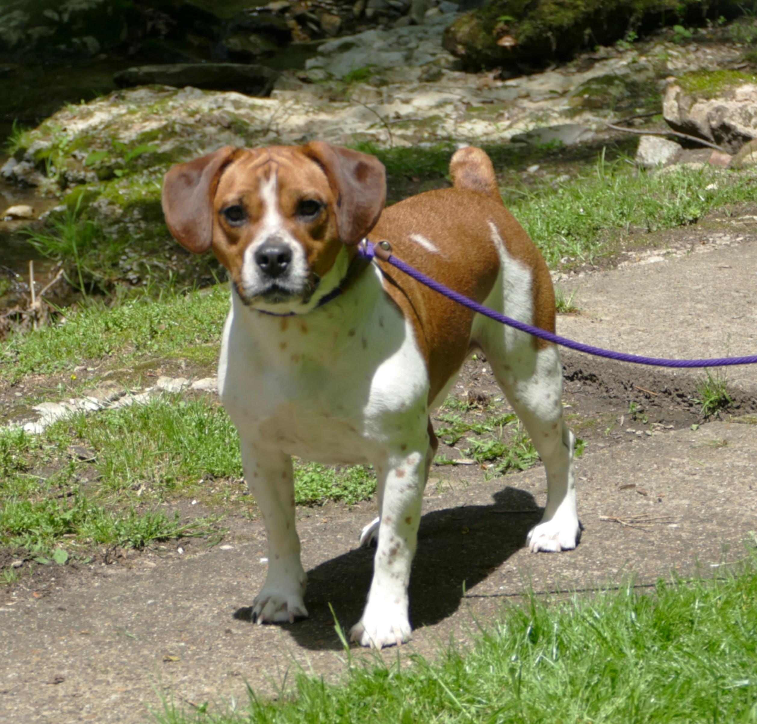 ACE, a Adoptable mixed breed in Beechbottom, WV image 2/5