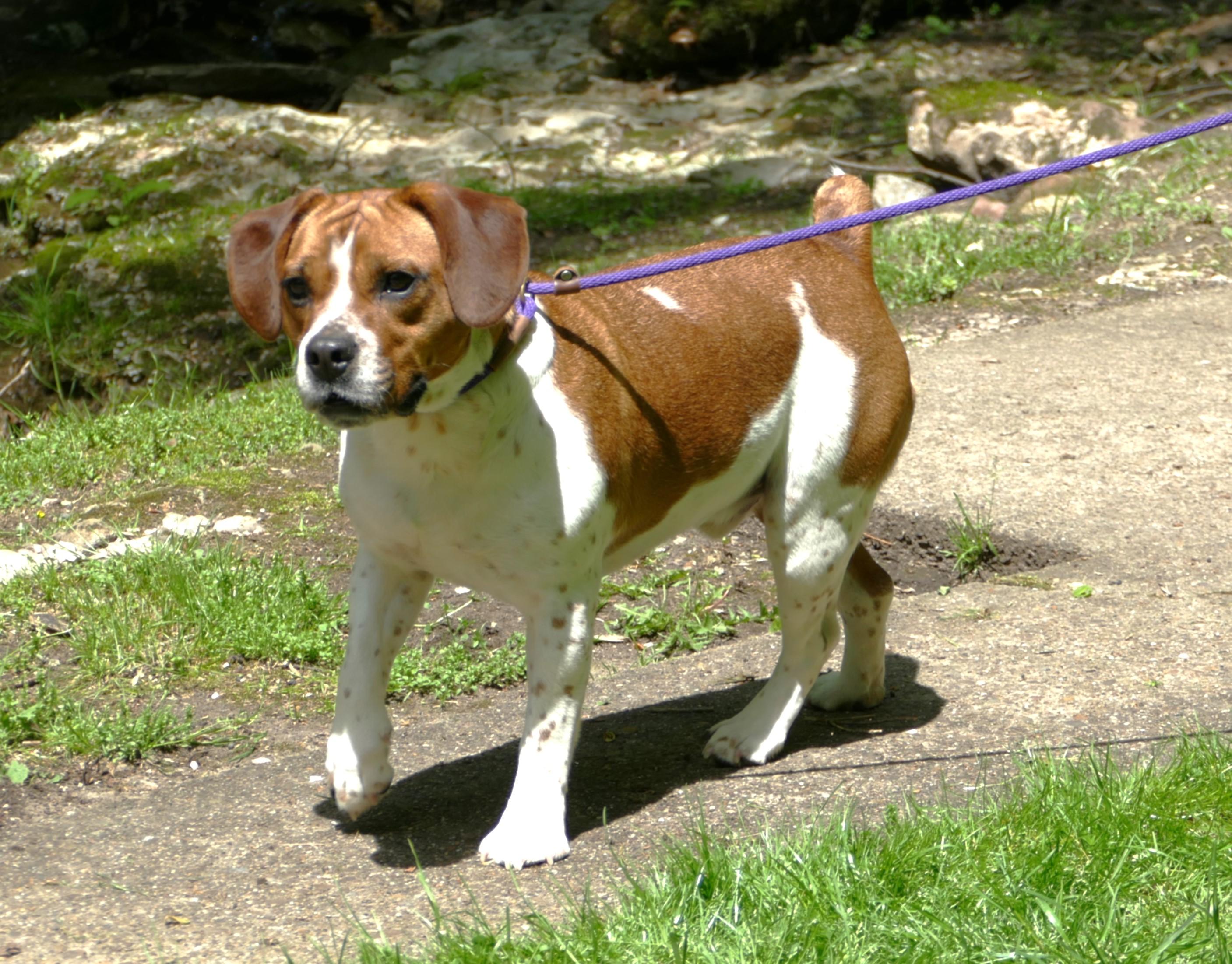 ACE, a Adoptable mixed breed in Beechbottom, WV image 3/5