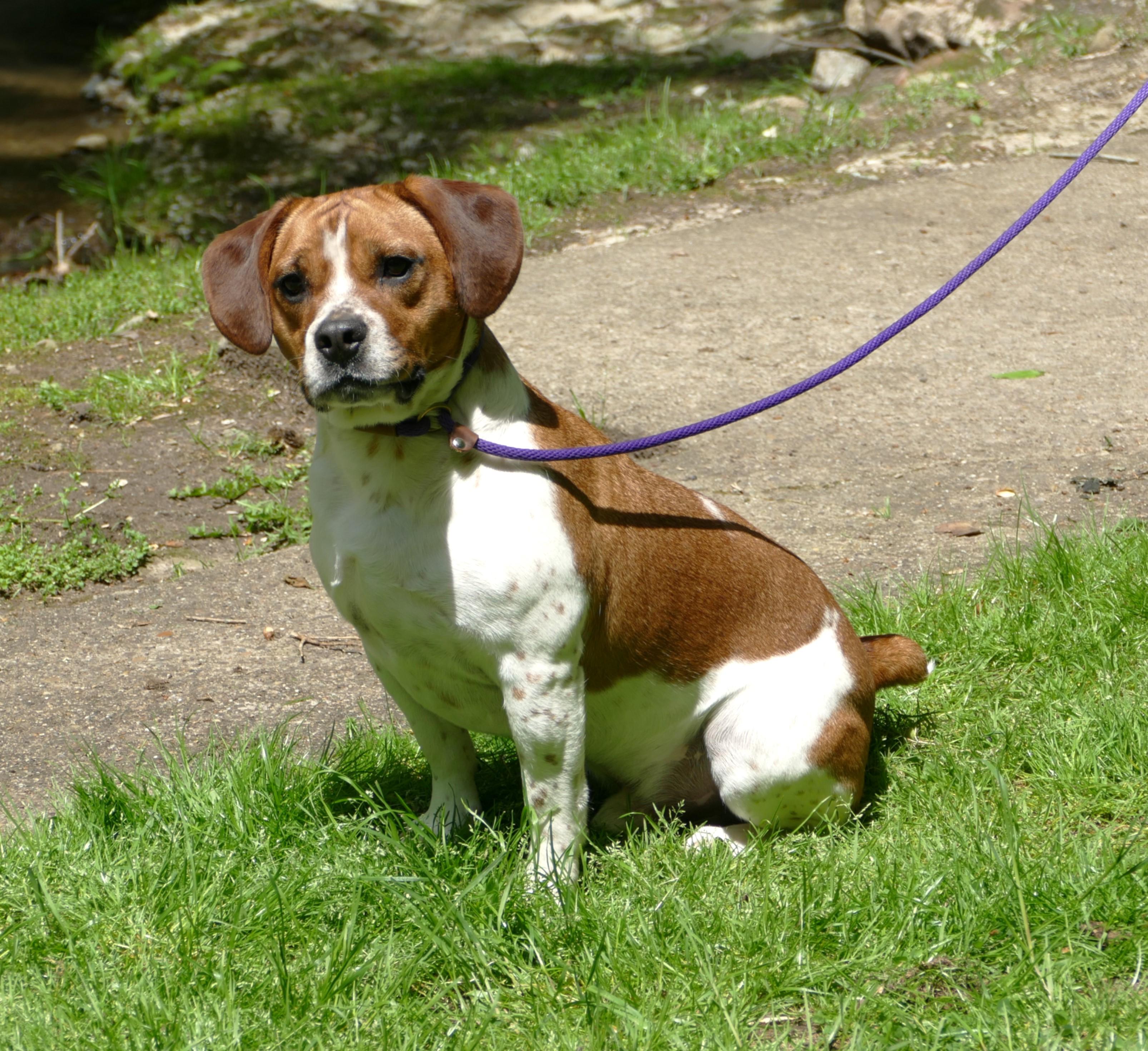 ACE, a Adoptable mixed breed in Beechbottom, WV image 5/5