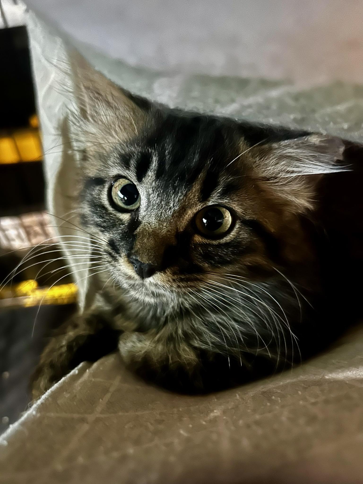 Enlarge Waffle, a Adoptable Domestic Long Hair in Fort Oglethorpe, GA image 4/6