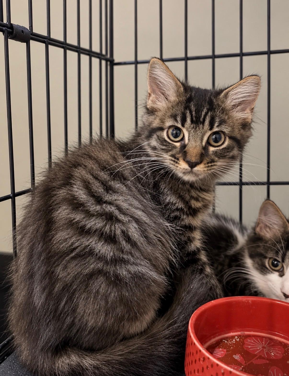Enlarge Waffle, a Adoptable Domestic Long Hair in Fort Oglethorpe, GA image 6/6