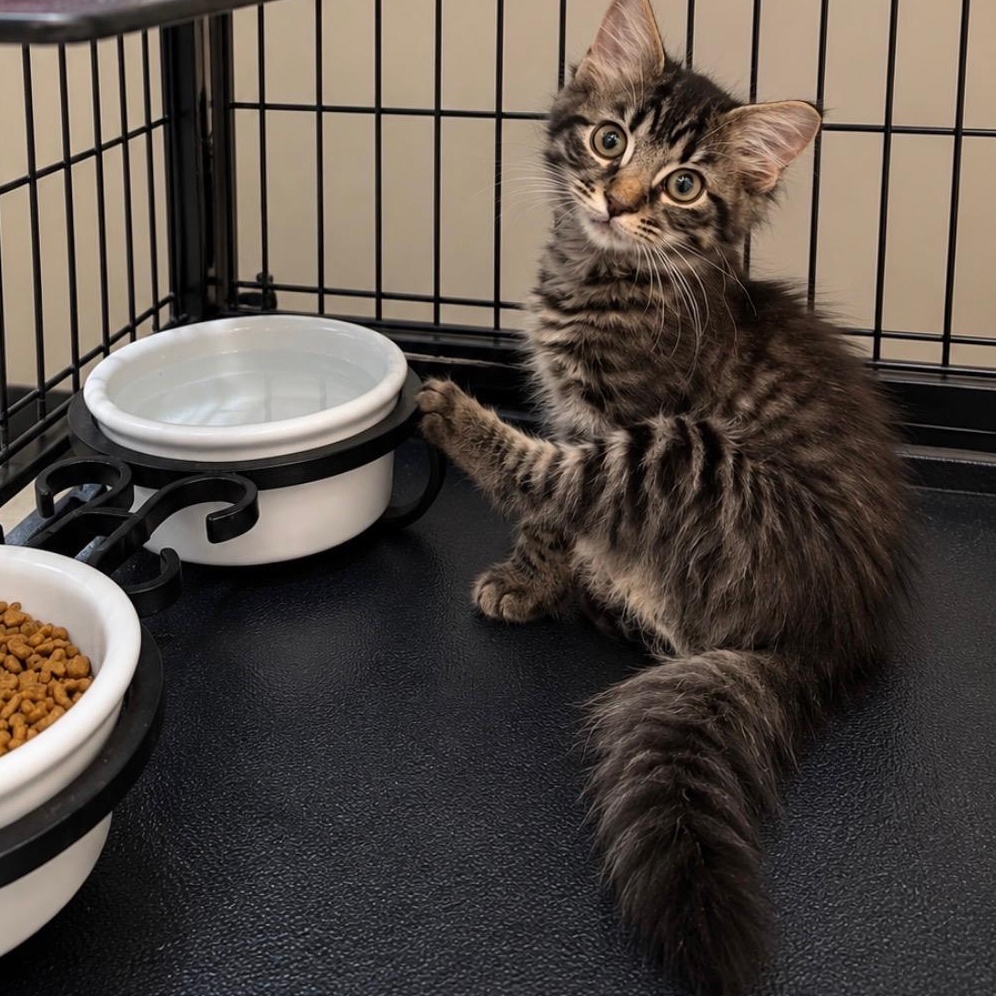 Waffle, Adoptable, Kitten Male Domestic Long Hair.