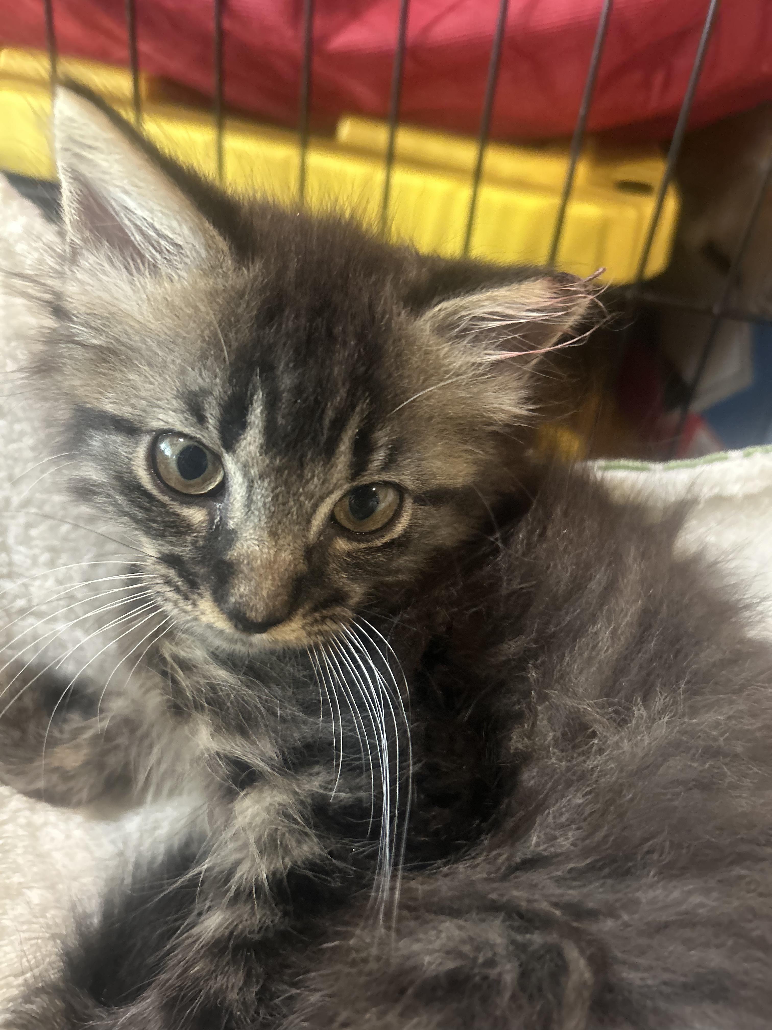 Enlarge Waffle, a Adoptable Domestic Long Hair in Fort Oglethorpe, GA image 2/6
