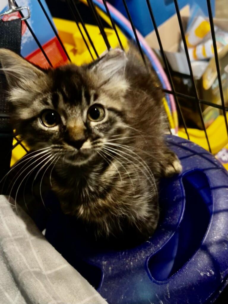 Enlarge Waffle, a Adoptable Domestic Long Hair in Fort Oglethorpe, GA image 5/6