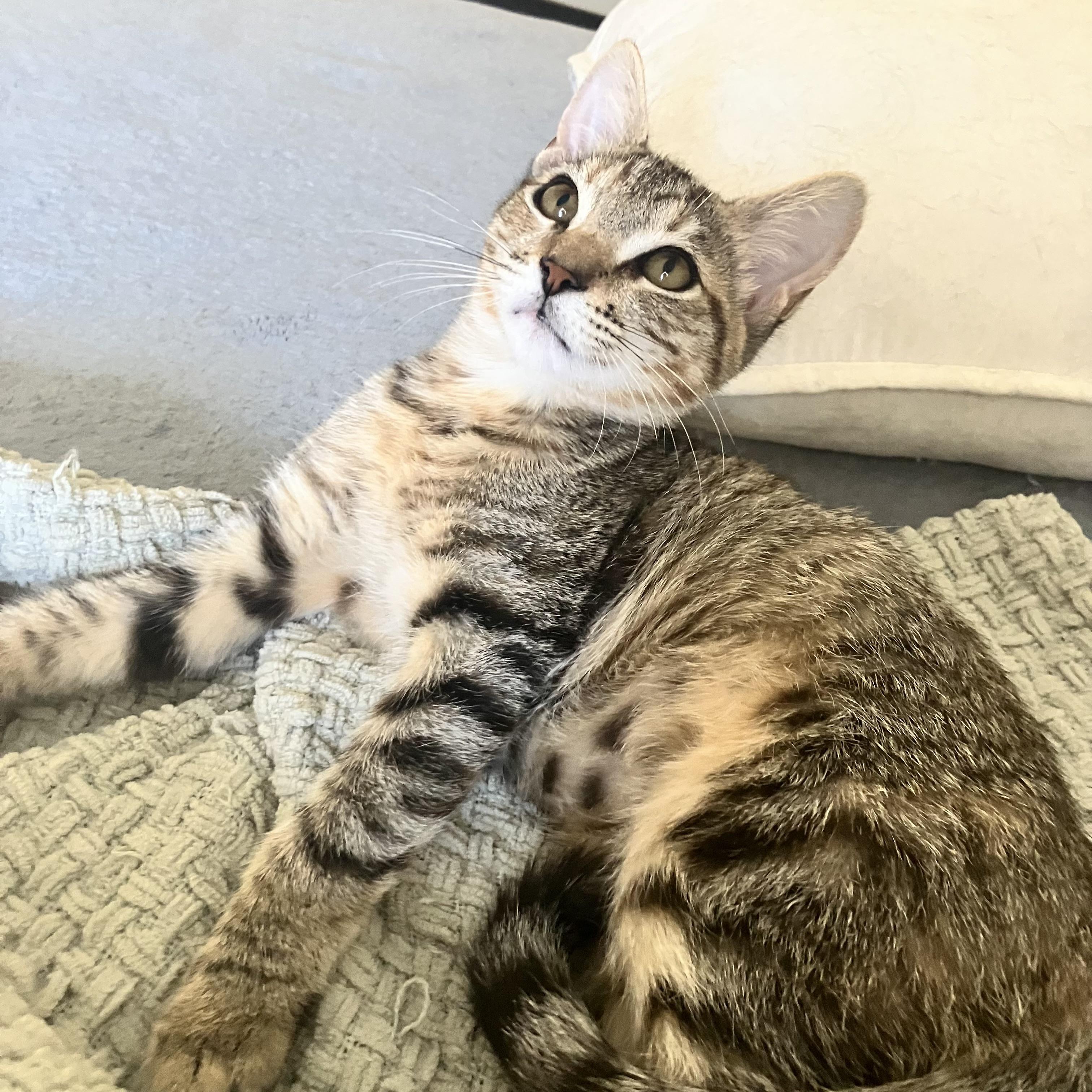 Chloe — thumbnail 6