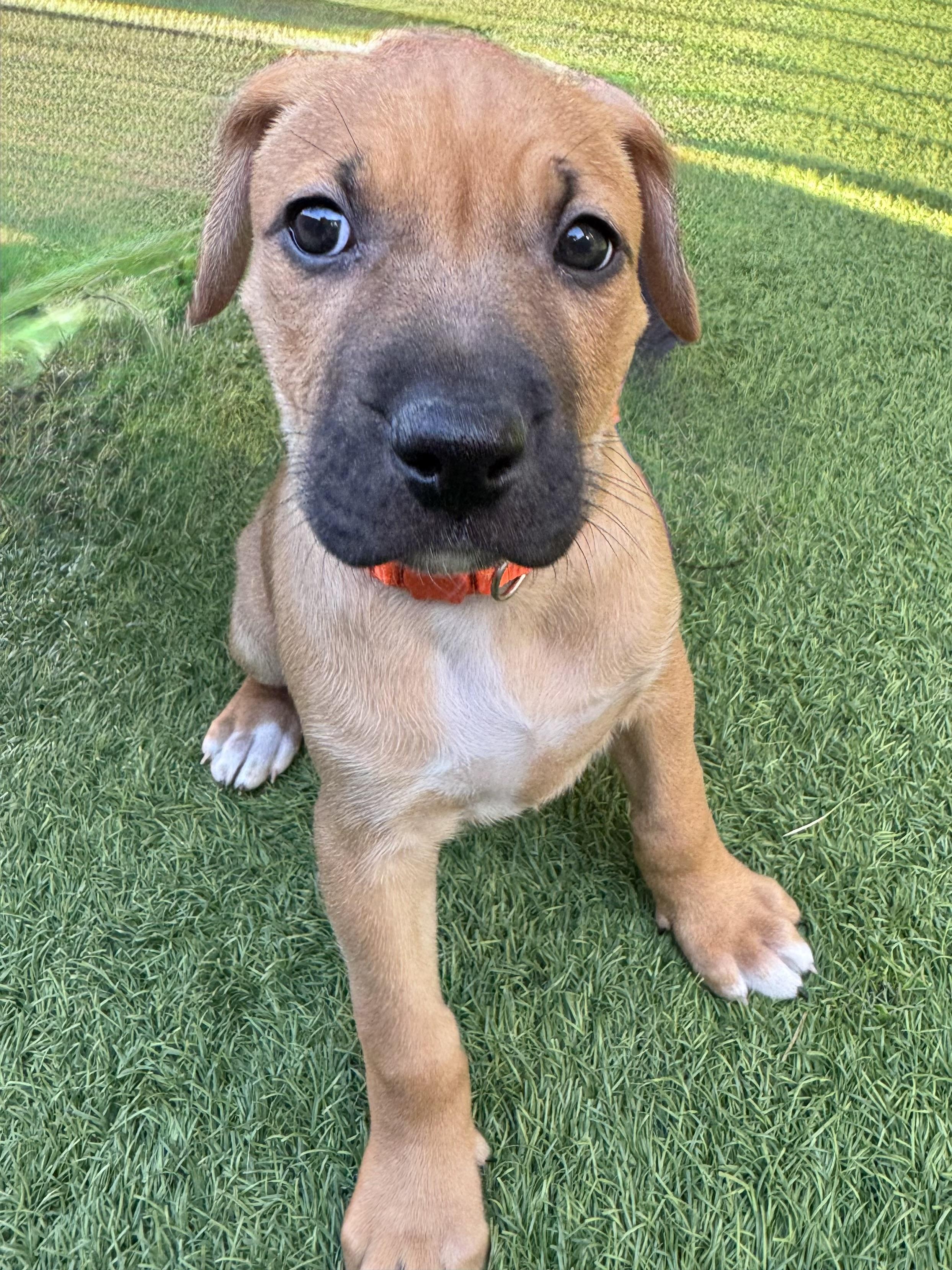 Neptune, Adoptable, Puppy Female Mixed Breed.