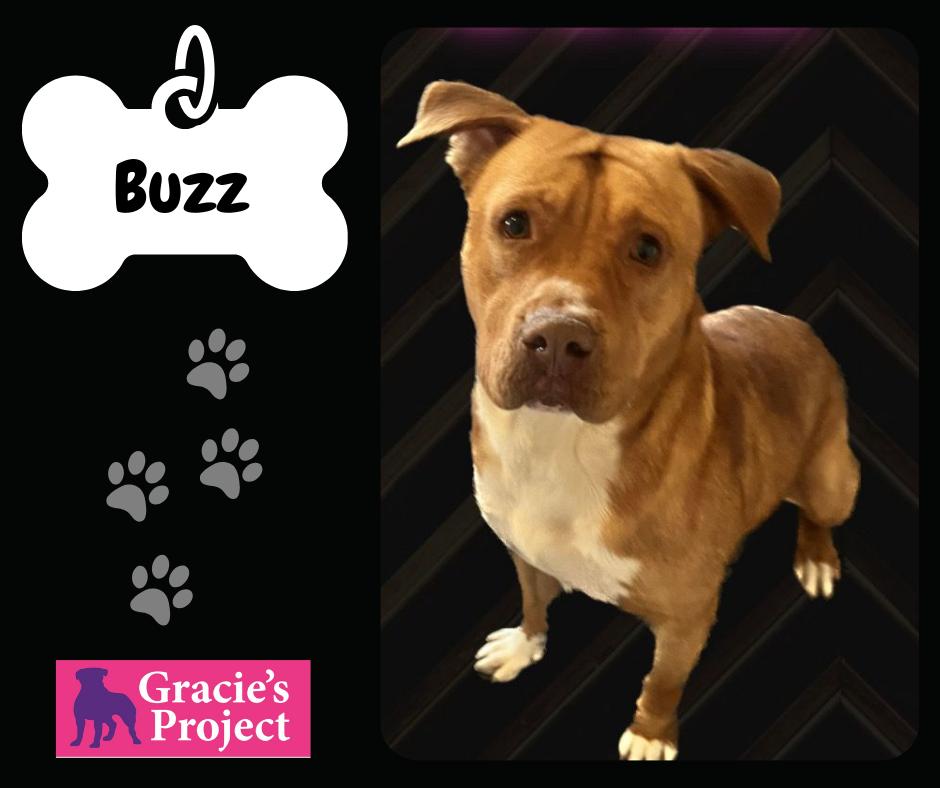 Buzz, Adult Male American Staffordshire Terrier