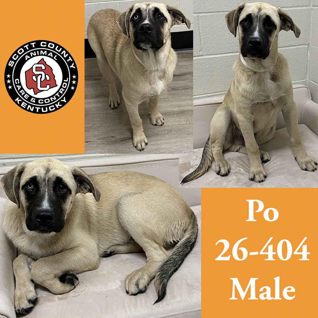 Enlarge Po, a Adoptable Belgian Shepherd / Malinois in Georgetown, KY image 1/1