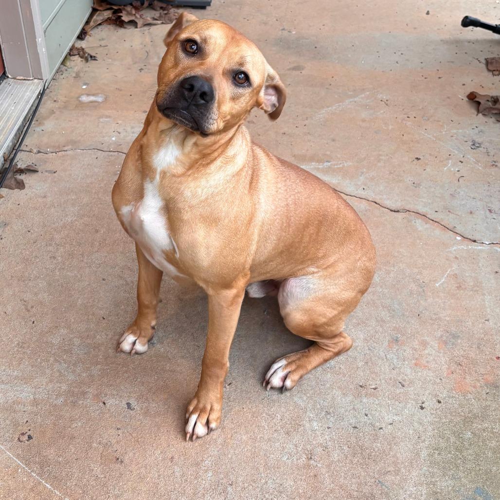 Roscoe, a Adoptable Boxer in Columbus, GA image 1/2