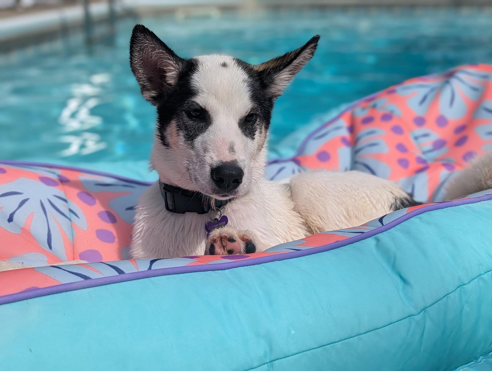Yoshi, Adoptable, Puppy Male Husky.