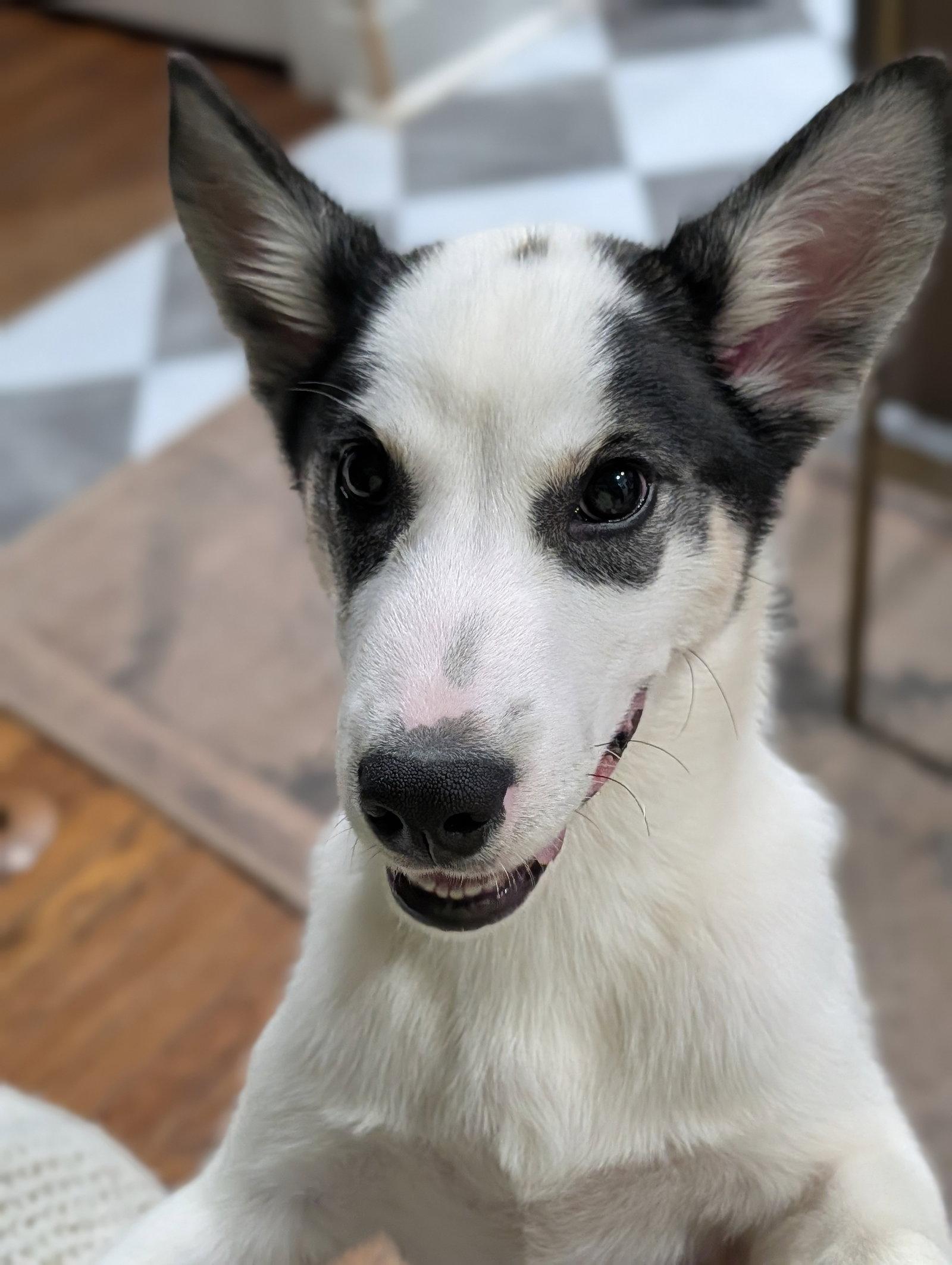 Enlarge Yoshi, a Adoptable Husky in St. Louis, MO image 2/3
