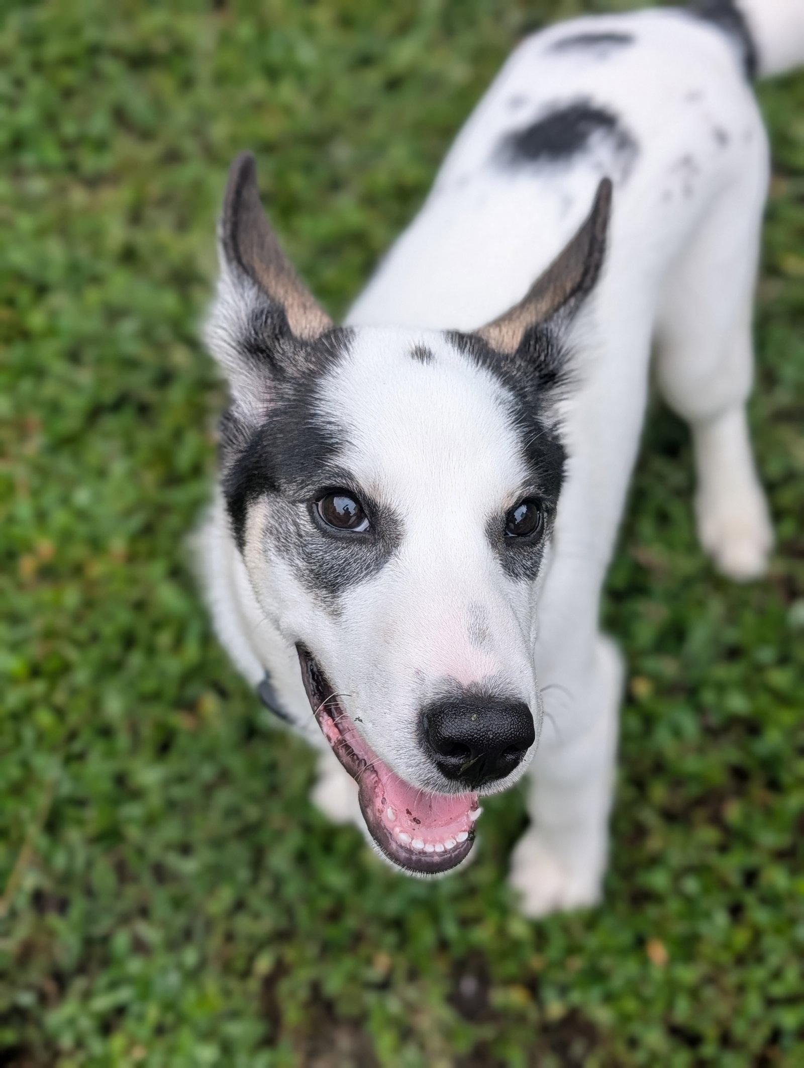 Enlarge Yoshi, a Adoptable Husky in St. Louis, MO image 3/3