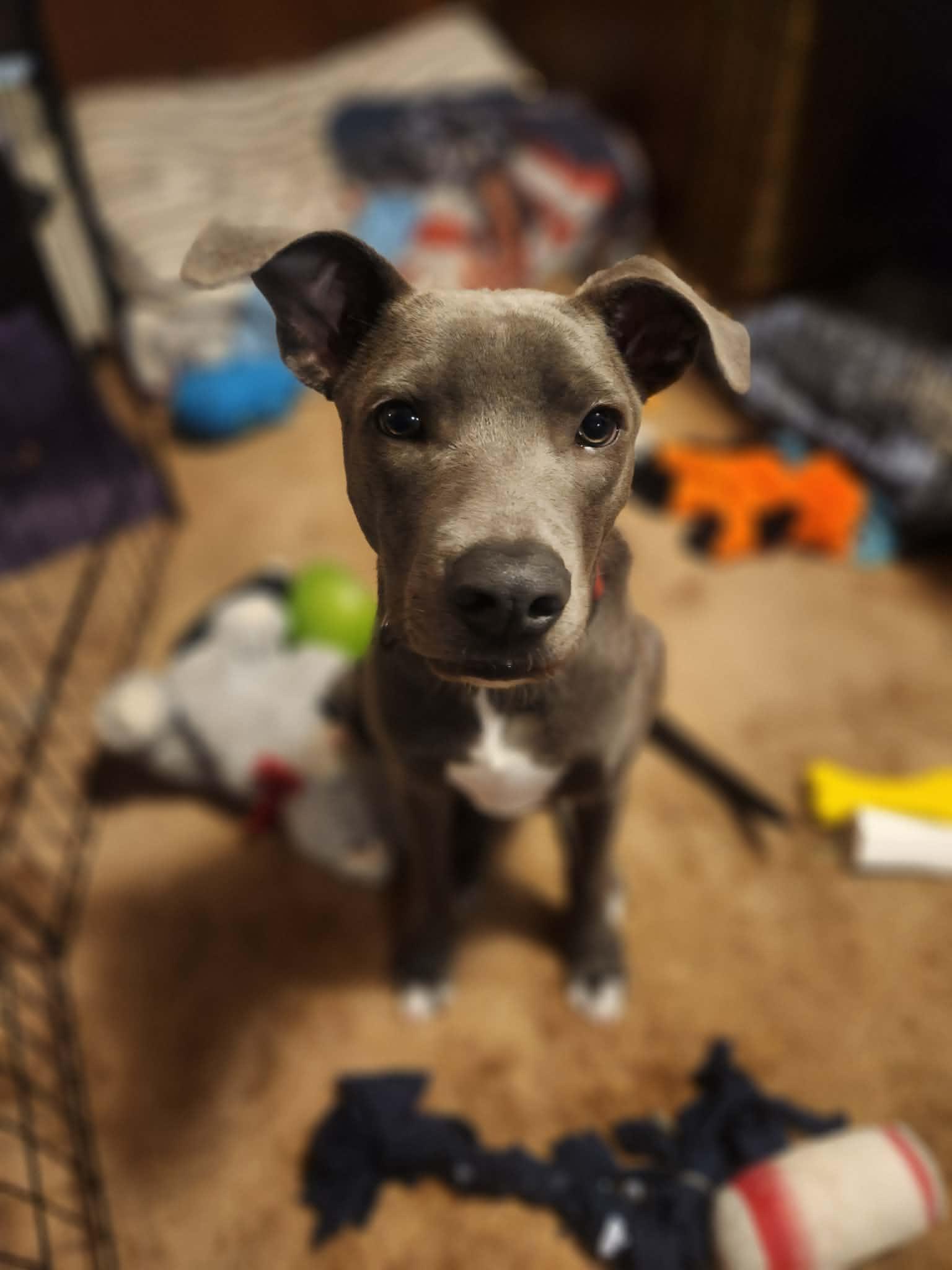 Enlarge Rip, a Adoptable Pit Bull Terrier in Minneapolis, MN image 1/3