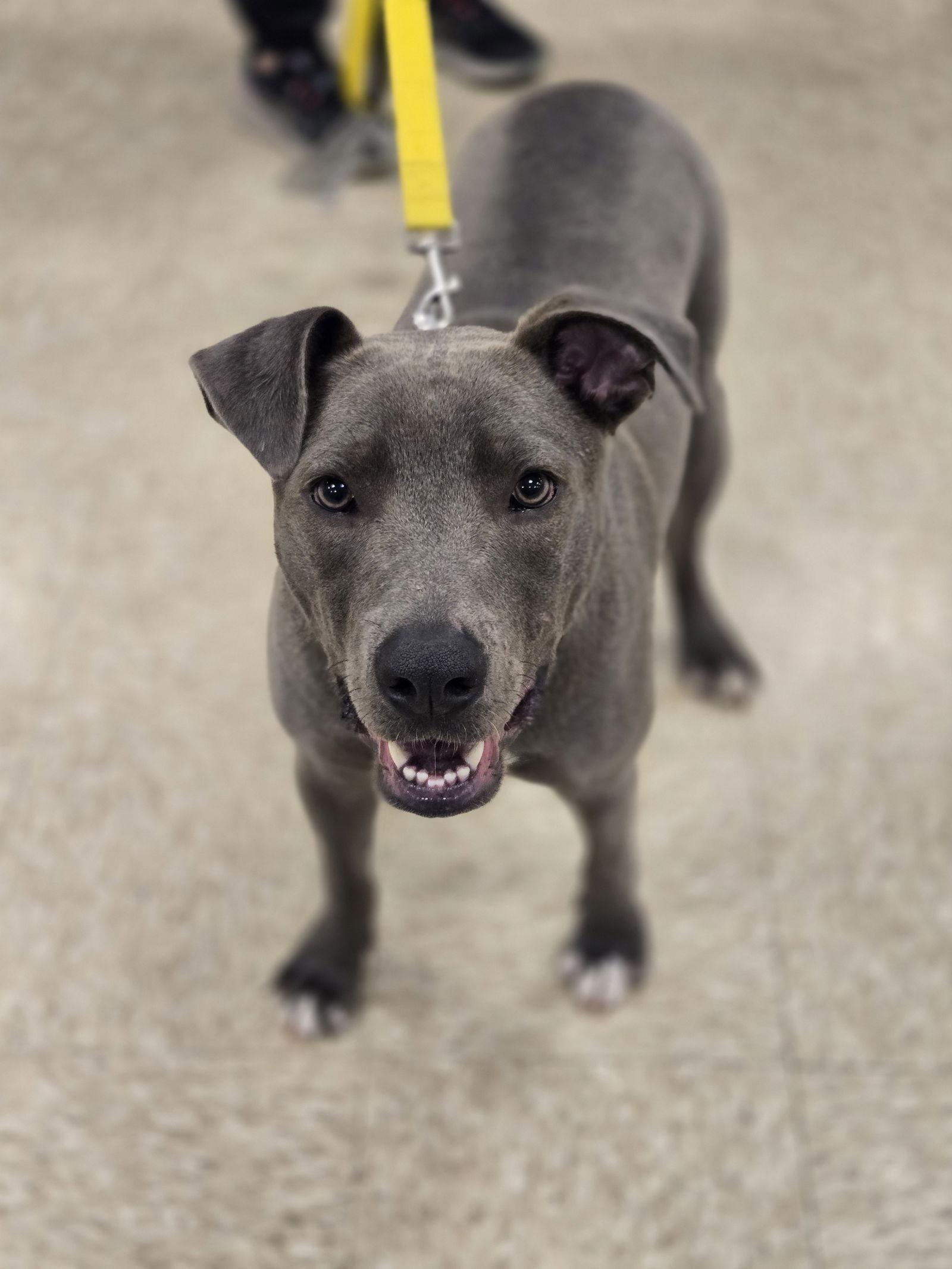 Enlarge Rip, a Adoptable Pit Bull Terrier in Minneapolis, MN image 2/3