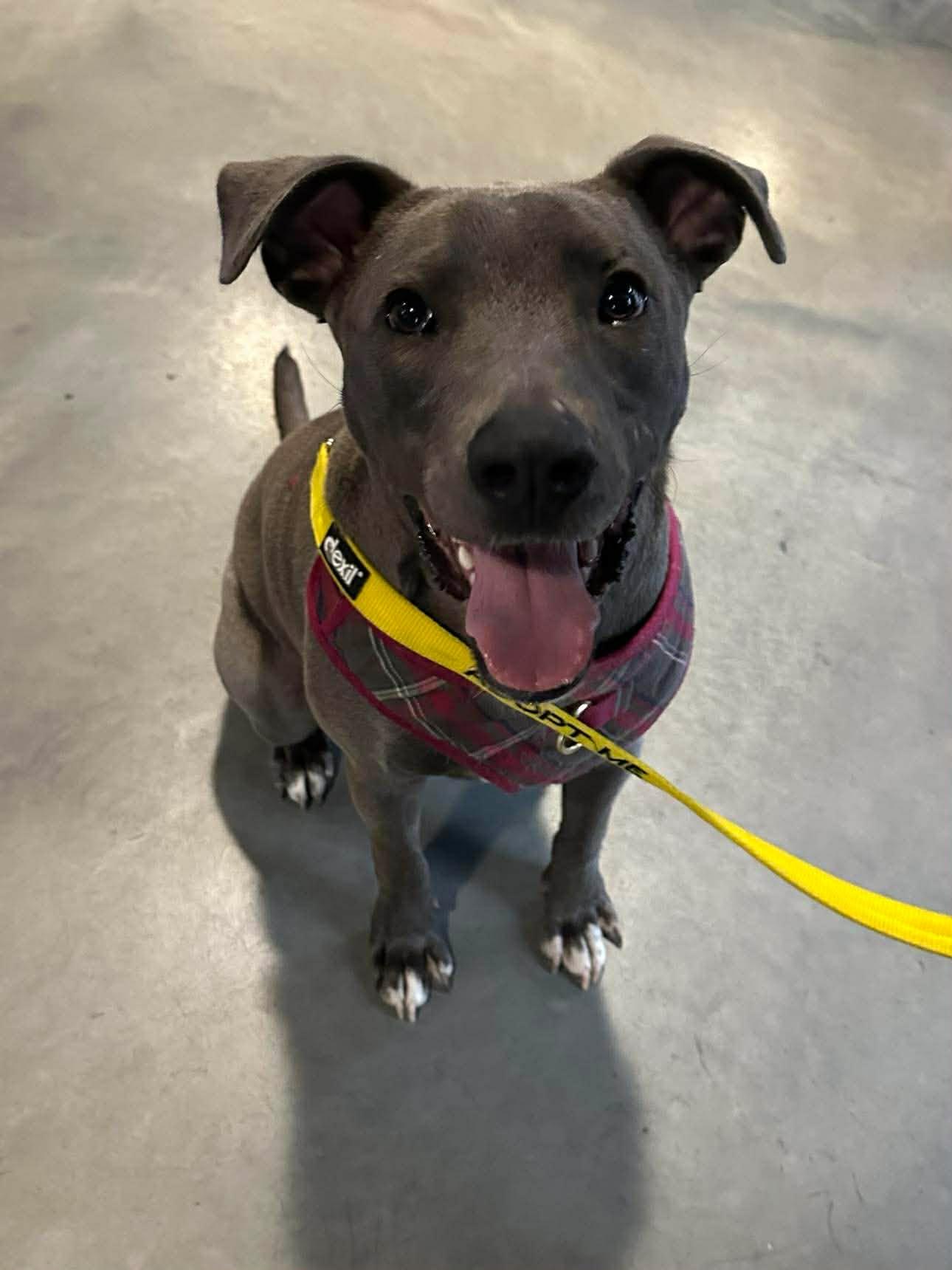 Enlarge Rip, a Adoptable Pit Bull Terrier in Minneapolis, MN image 3/3