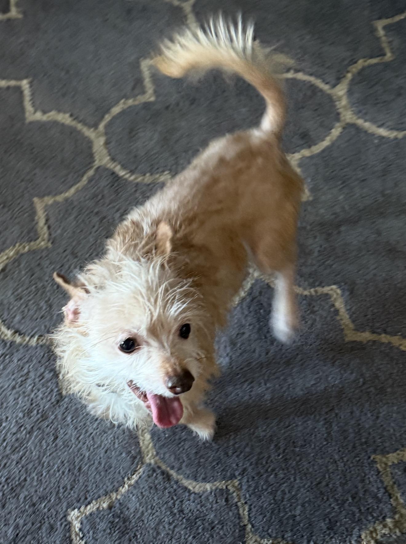Enlarge Gidget, a Adopted Mixed Breed in Richmond, TX image 2/6